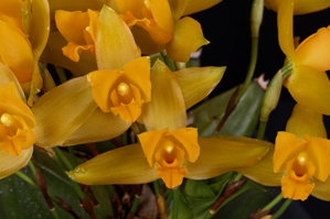 Lycaste aromatica Fire Mountain Gold AM/AOS 82 pts.
